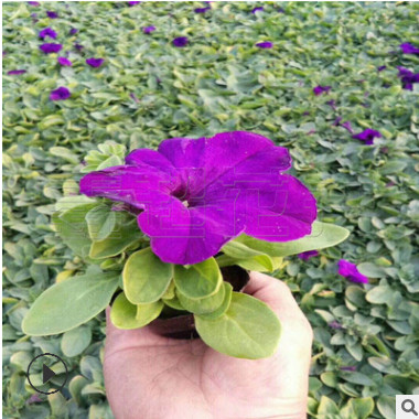 盆栽矮牽牛上市 矮牽牛花苗色彩豐富 青州時令草花批發市場