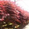 優質美國紅楓籽種價格每斤600元，各種規格美國紅楓綠化苗木