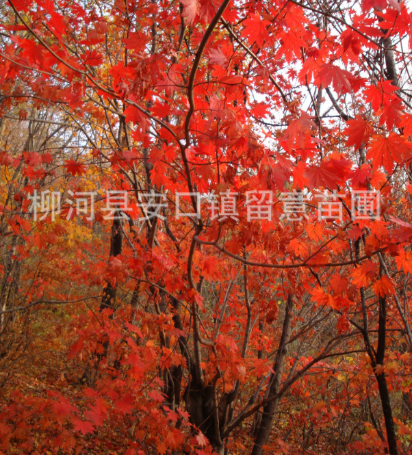 大量供應(yīng)五角楓、九角楓綠化苗木