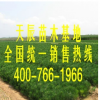 供應黑松苗
