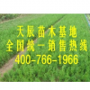 供應山東側柏小苗