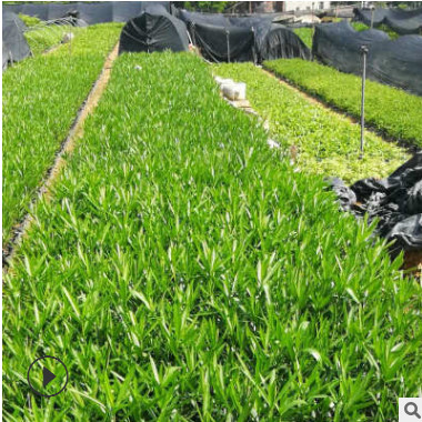 基地供應(yīng)綠化夾竹桃植被苗木 綠化夾竹桃苗木批發(fā)