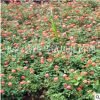 湖南現貨月季批發 花卉月季植物有觀賞性強適合庭院種植
