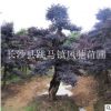 供應別墅園林綠化景觀樹湖南紅花繼木樁 價格優惠送貨方便