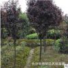 湖南紅葉李基地供應別墅園林景觀綠化落葉喬木6-8公分紅葉李