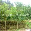 紫薇樹價格 6公分大 3米高 冠幅3米的紅花小葉紫薇價格