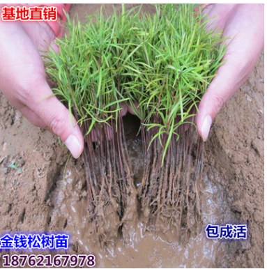 批發(fā)基地直銷供應 金錢松樹苗 金錢松小苗
