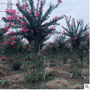 紫薇花瓶造型景觀樹盆栽批發(fā)帶根編織植物樹苗 盆景樹樁