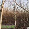 本基地暢銷規(guī)格全 核桃樹(shù) 結(jié)果多 果大品種純正 核桃樹(shù) 現(xiàn)挖現(xiàn)賣