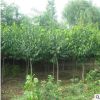 北京苗圃供應苗木樹苗 絲錦木 送貨上門保成活可負責栽植 可開票