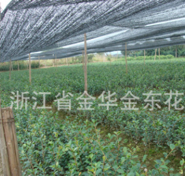 供應茶梅苗木 各種規(guī)格茶梅苗木及綠化苗木 舉報