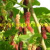 供應：紅果2號桑果樹苗
