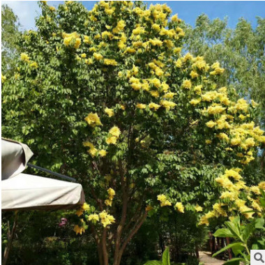 可開花植物丁香樹 多規(guī)格丁香樹苗原生紫 園林綠化苗木花木批發(fā)