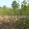 桑樹苗 果樹苗 植樹 種樹 果苗（百年古桑樹嫁接）果實飽滿