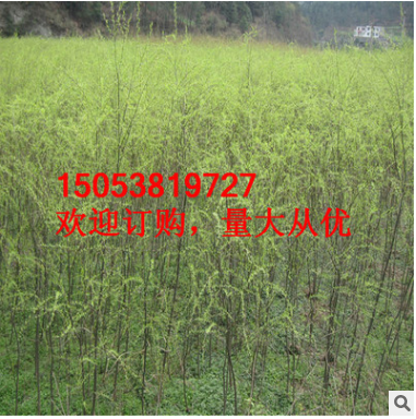 綠化柳樹(shù) 5公分 現(xiàn)貨充足價(jià)格低各種規(guī)格柳樹(shù)