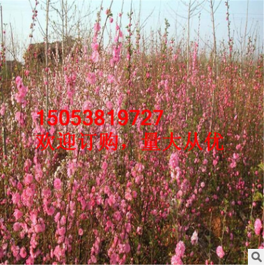 熱銷(xiāo)城鄉(xiāng)園林設(shè)計(jì)綠化榆葉梅 長(zhǎng)期供應(yīng)花期長(zhǎng)風(fēng)景觀賞榆葉梅樹(shù)
