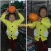 春見苗 春見樹苗 嫁接柑桔苗 四川嫁接春見柑橘樹苗 春見耙耙柑苗