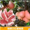 三紅蜜柚苗 正宗嫁接三紅蜜柚果樹 三紅柚子苗批發(fā) 嫁接柚子樹