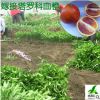 塔羅科血橙樹苗 四川嫁接血橙苗批發(fā) 資中血橙苗 塔羅科血橙批發(fā)