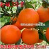 愛(ài)媛38號(hào) 四川基地直銷(xiāo)愛(ài)媛38號(hào)嫁接苗 超級(jí)雜柑果樹(shù)苗