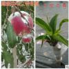 中華二號(hào)冬桃 桃樹(shù)苗 嫁接桃樹(shù)樹(shù)苗 極晚熟冬桃苗 冬桃苗 晚熟