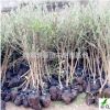 枇杷苗 嫁接苗 2公分大五星枇杷樹(shù) 四川大量批發(fā)帶分支枇杷苗木