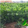 紐荷爾臍橙苗 四川嫁接臍橙樹(shù)苗批發(fā) 嫁接紐荷爾樹(shù)苗