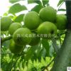 嫁接核桃樹(shù)苗 川早2號(hào) 四川嫁接川早二號(hào)核桃苗 優(yōu)質(zhì)高產(chǎn)良種核桃