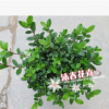 新品種紅燈籠杜鵑苗 比利時(shí)西洋杜鵑苗 18杯30cm