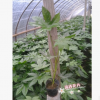 大量批發(fā)八角金盤盆栽苗 工程綠化苗