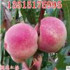 批發(fā)果樹苗木 國旗紅桃樹苗 嫁接桃樹樹苗 庭院植物當(dāng)年結(jié)果苗