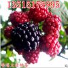 樹莓樹苗盆栽地栽果樹陽臺(tái)庭院覆盆子樹莓苗南方北方種植當(dāng)年結(jié)果