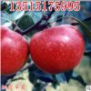 棲霞蘋果苗 煙臺(tái)優(yōu)質(zhì)蘋果樹苗 信濃甜蘋果苗批發(fā)果樹苗 蘋果樹苗