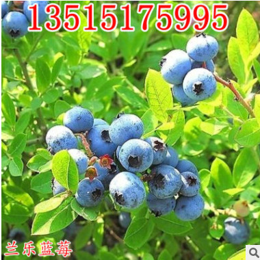 藍(lán)莓苗庭院盆栽果樹(shù)植物藍(lán)莓苗 當(dāng)年結(jié)果南方北方種植 藍(lán)莓果樹(shù)苗