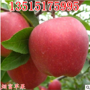 批發(fā)嫁接蘋果樹(shù)苗南方北方種植紅富士紅肉盆地栽大苗當(dāng)年結(jié)果包郵