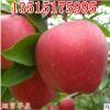 批發(fā)嫁接蘋果樹苗南方北方種植紅富士紅肉盆地栽大苗當(dāng)年結(jié)果包郵