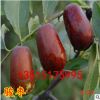甜棗樹苗品種 駿棗苗 肉細(xì)脆嫩 盆栽冬戀棗樹果樹苗批發(fā)嫁接棗苗