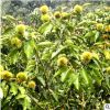 供應(yīng) 貴州優(yōu)質(zhì)嫁接大板栗成樹苗 50公分一年成板栗苗木