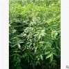 苗圃直供批發(fā)花椒苗 品種純正 價格實惠 成活率高 現(xiàn)貨批發(fā)苗木
