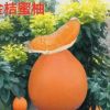 四川學(xué)基地直銷柚子樹苗 一年金橘蜜柚黃金蜜柚3號小苗木