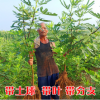 無(wú)花果樹苗盆栽地栽無(wú)花果苗南方北方種植庭院植物當(dāng)年結(jié)果苗樹苗