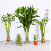 室內(nèi)植物水培富貴竹觀音竹綠植盆栽轉(zhuǎn)運竹節(jié)節(jié)高四季常青好養(yǎng)花卉