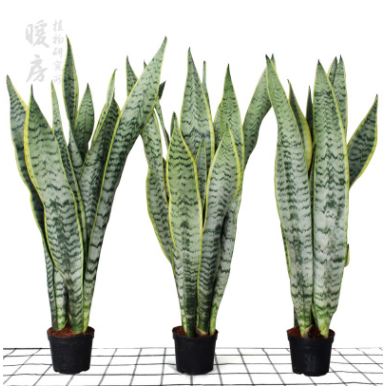 虎皮蘭盆栽 虎皮蘭 大 金邊虎尾蘭植物 室內(nèi)吸甲醛綠植