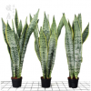 虎皮蘭盆栽 虎皮蘭 大 金邊虎尾蘭植物 室內(nèi)吸甲醛綠植