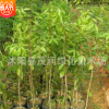苗圃直銷降香黃檀木，又稱海南黃檀木、海南黃花梨木70厘米高左右