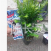 福建花卉 紅豆杉 種植基地批發
