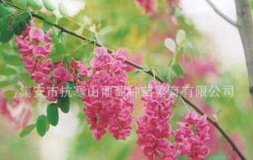 集安香花槐種根 東北吉林通化市 集安市出產(chǎn) 高出苗率 適應(yīng)性強(qiáng)
