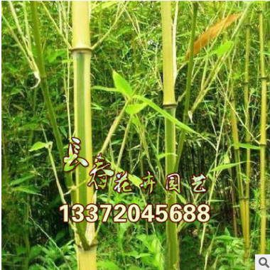 批發：庭院綠化苗木金鑲玉竹 竹子苗 竹子苗盆栽 地栽竹子苗