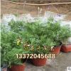 批發：薰衣草迷迭香苗盆栽室內苗木香草植物陽臺四季花卉凈化空氣