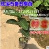 臺(tái)灣最新品種紅寶石無(wú)籽（少籽）西瓜芭樂(lè) 紅心無(wú)籽番石榴嫁接苗
